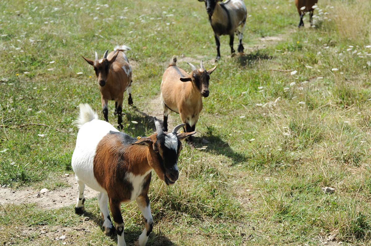 Goats from the mini-farm of the campsite in Arvert (near Mathes)