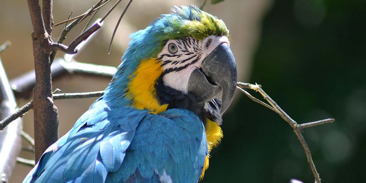 Blue and yellow parrot at the Palmyre zoo near the campsite near Royan