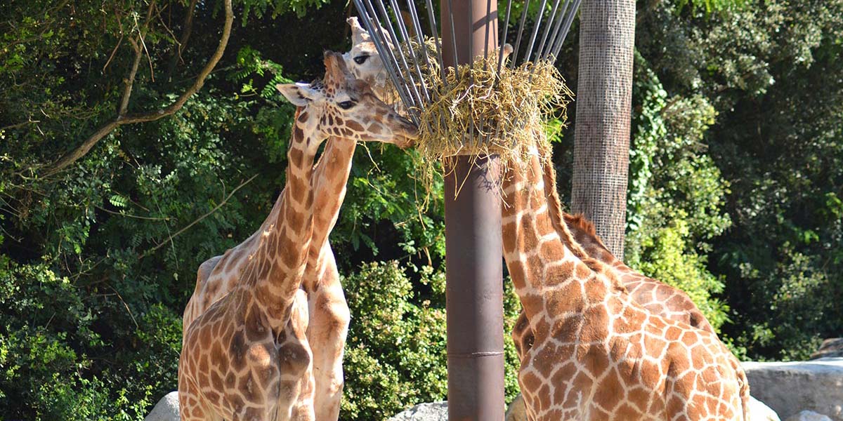 Girafes au zoo de la Palmyre proche du camping Parc de Bellevue