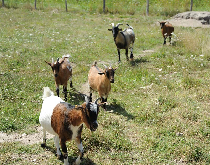 Mini-ferme du camping Parc de Bellevue avec chèvres et chevreaux à Arvert en Charente-Maritime