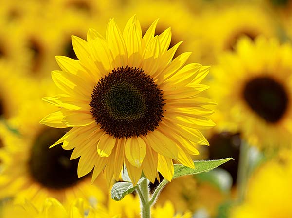 Tournesol et abeille butinant sous le soleil de Charente-Maritime près du camping Parc de Bellevue