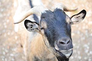 Goat from the mini farm at the Parc de Bellevue campsite in Arvert, Charente-Maritime