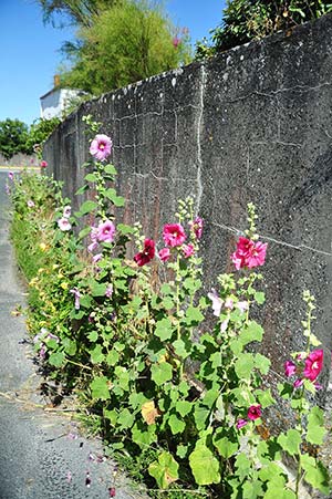 Hollyhocks in bloom under the sun at Parc de Bellevue campsite