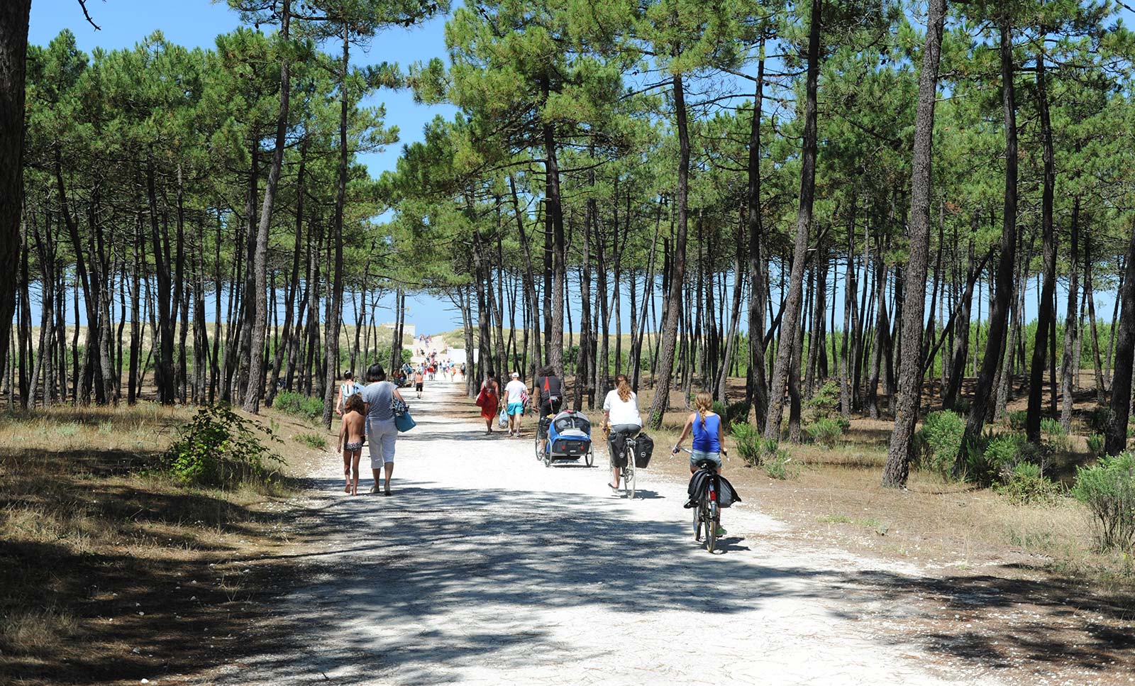 Chemin cyclable à travers la forêt près du camping Parc de Bellevue