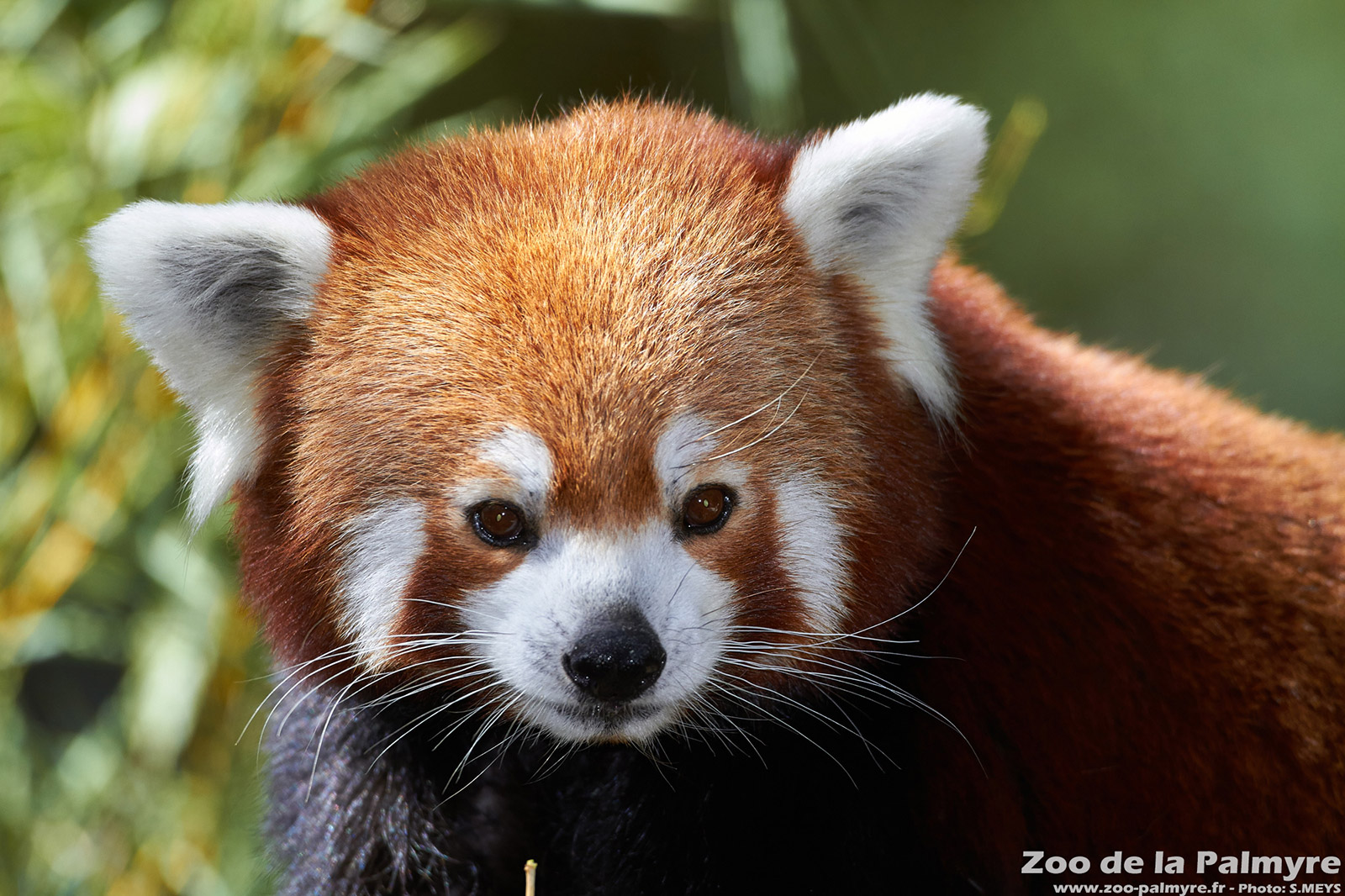 Ourson du parc zoologique de la Palmyre proche du camping