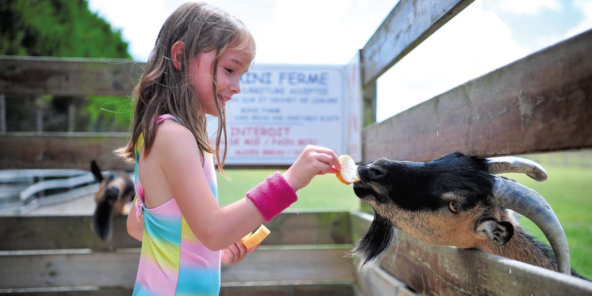 Little girl feeding a goat from the campsite mini-farm