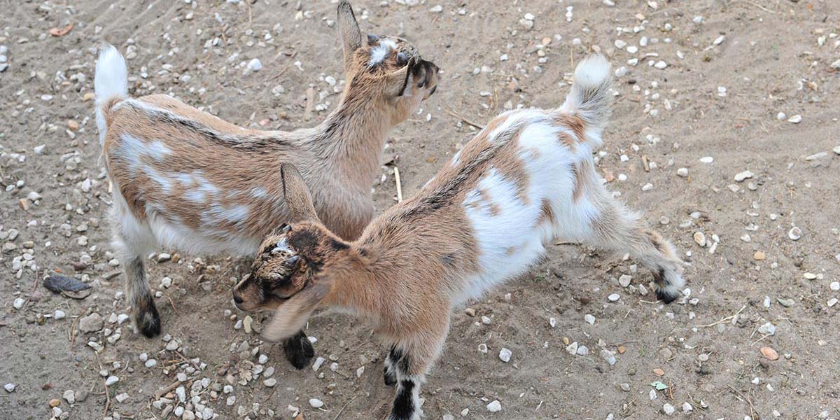 Goats from the campsite farm in Charente Maritime