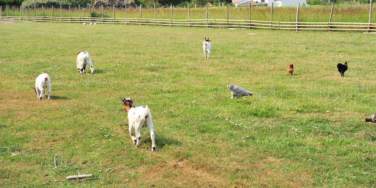 Poules et chèvres de la mini-ferme du camping Parc de Bellevue