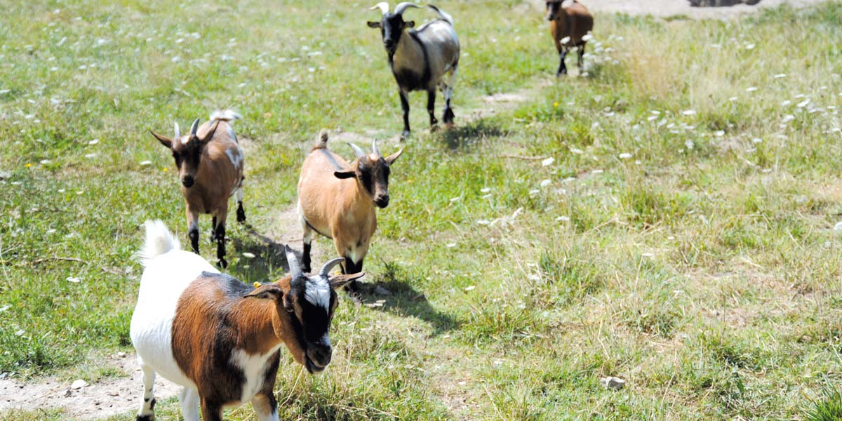 Chèvres de la mini-ferme du camping Parc de Bellevue