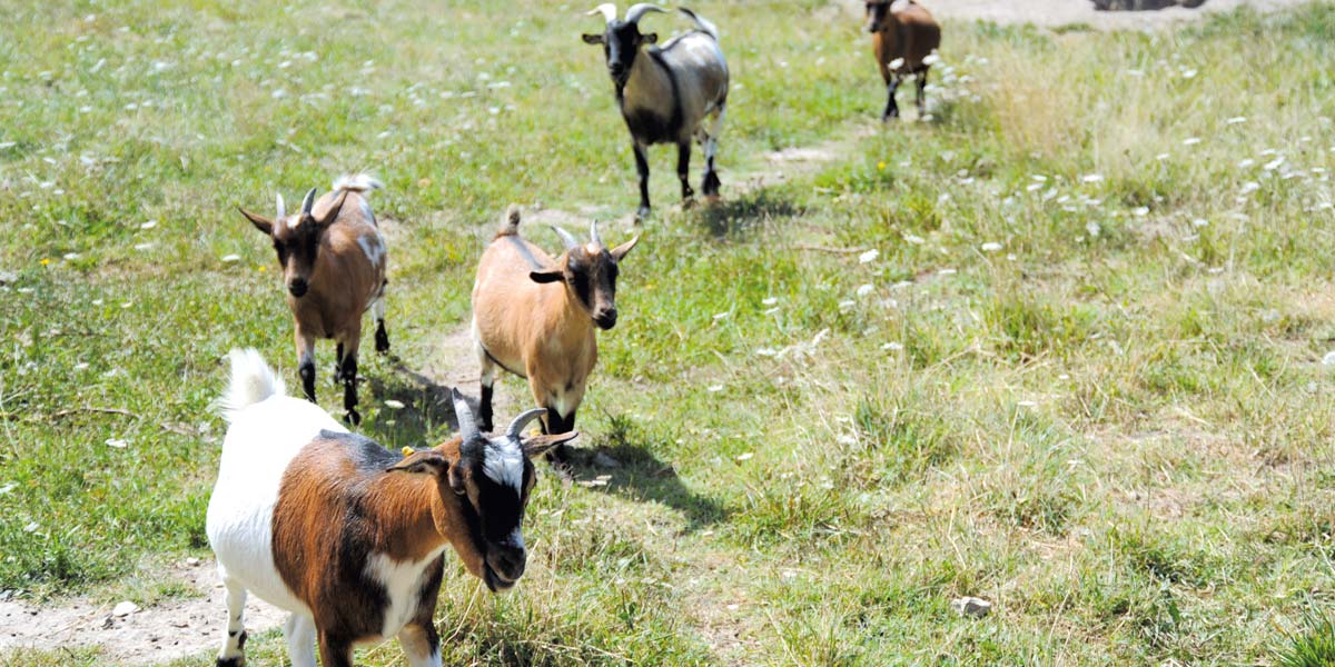 Goats from the mini-farm at Parc de Bellevue campsite