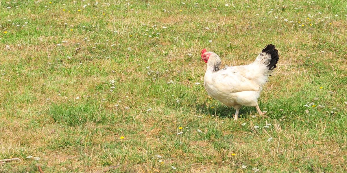 Hen from the mini-farm at the campsite near Oléron