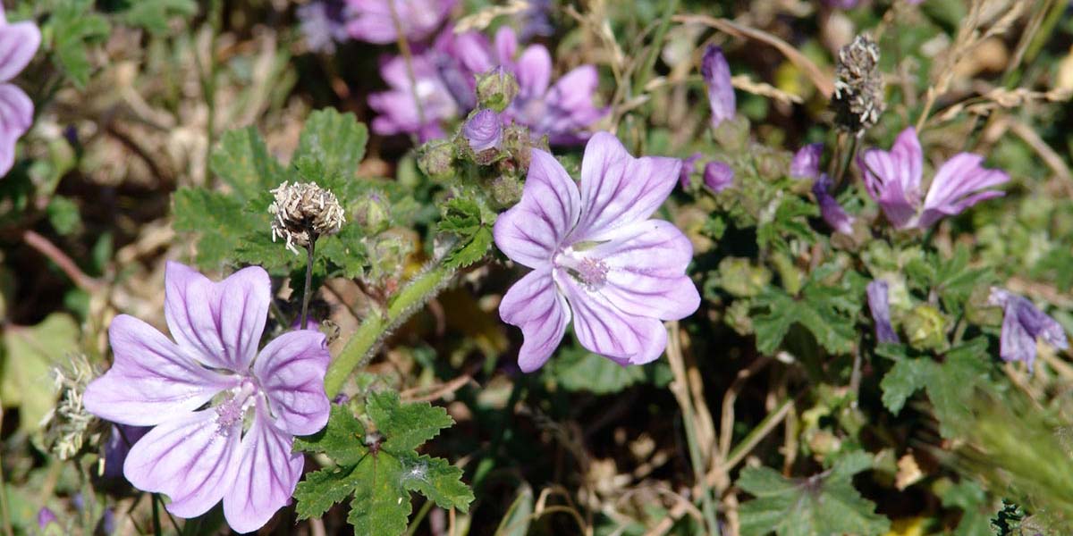 Seaside wild flower in Charente Maritime