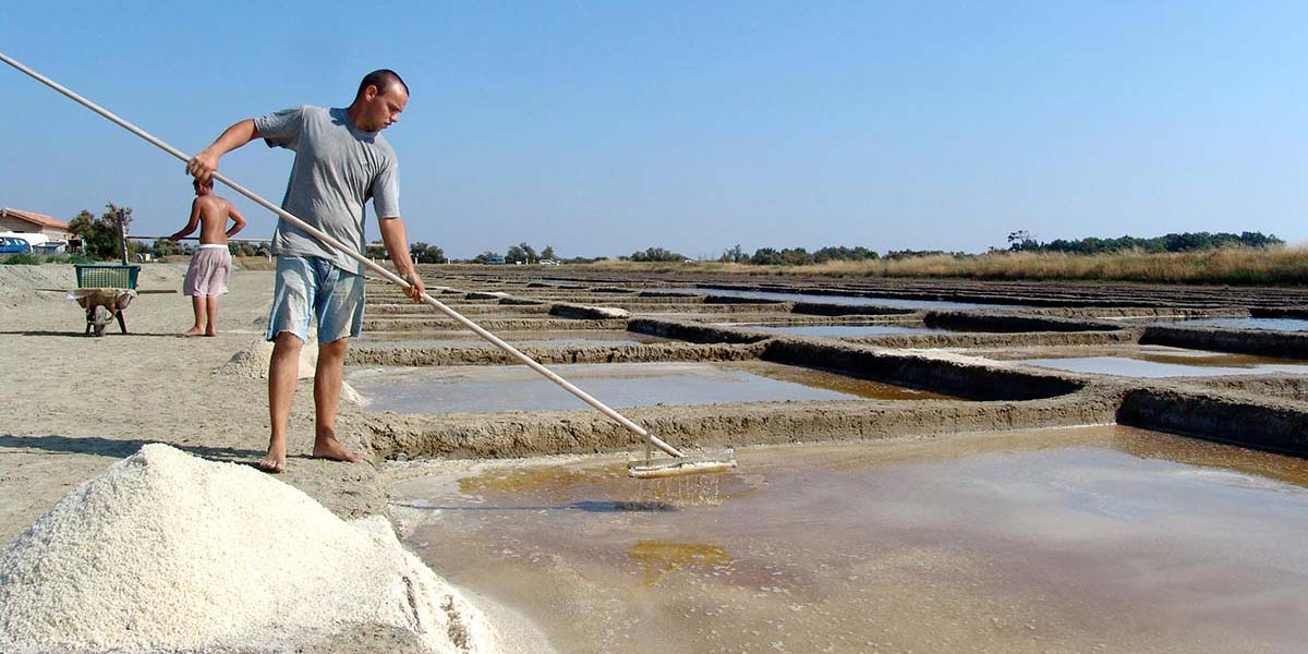 Salt marshes in Charente Maritime near the campsite