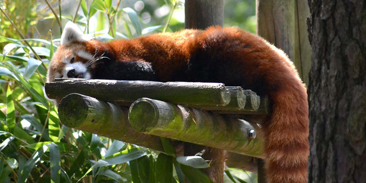 Red panda at the Palmyre zoo near the campsite