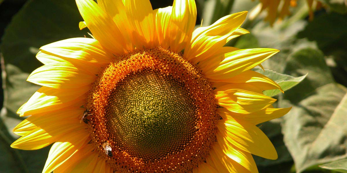 Sunflower in Charente Maritime