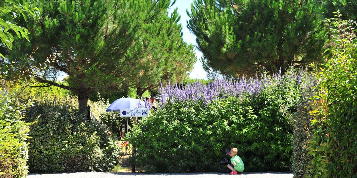 Flowered hedge of the campsite park in Arvert near La Palmyre